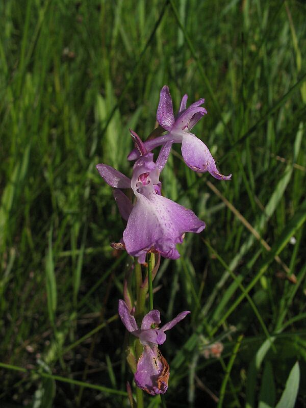 Orchis palustris